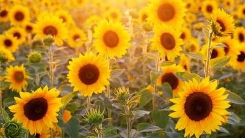 "Покращує когнітивну функцію мозку": дієтологи виявили несподівану користь насіння соняшнику