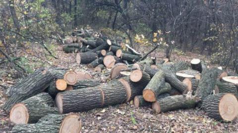 "З'явився Робін Гуд": у мережі обговорюють резонансний напад на лісорубів-браконьєрів