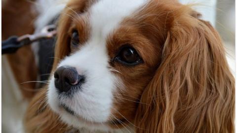 Самый милый конкурс: в Киеве проходит международная выставка собак