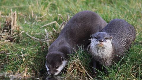 У США видри з&nbsp;океанаріума заразились COVID-19