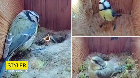 Смотрите потрясающее видео о жизни синиц: от пустого гнезда до первого полета птенцов