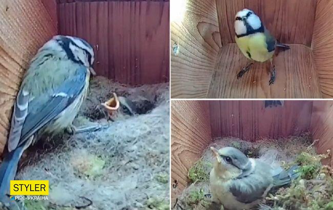 Смотрите потрясающее видео о жизни синиц: от пустого гнезда до первого полета птенцов