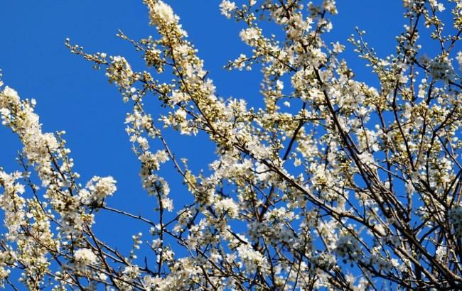 Майже літо: синоптики розповіли, де в неділю буде спекотно