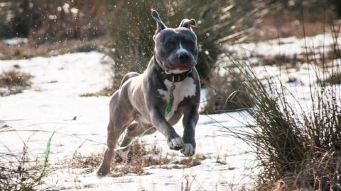 Захищав до кінця: українці заступилися за пса, який напав на поліцейського