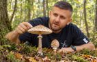 Як відрізнити їстівний гриб-парасольку від смертельно отруйної лепіоти: головні відмінності (відео)