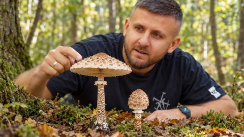 Як відрізнити їстівний гриб-парасольку від смертельно отруйної лепіоти: головні відмінності (відео)