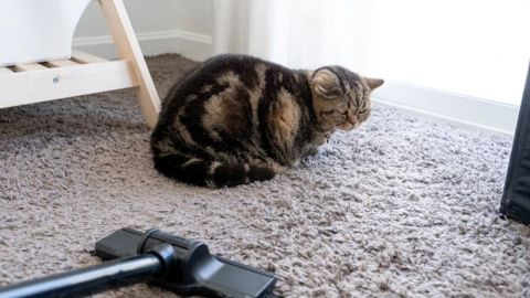 Вот почему коты на самом деле боятся пылесоса