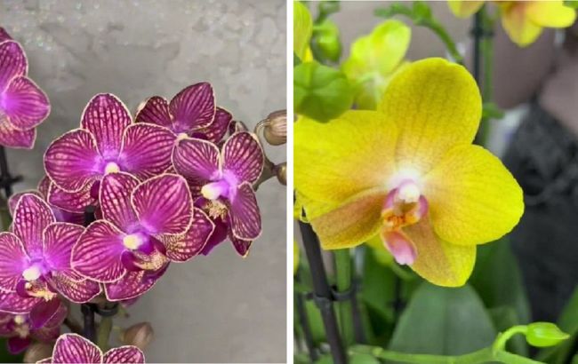 Потужний стимулятор росту для орхідей за копійки: дуже простий рецепт