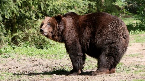 Возле Ивано-Франковска голодный медведь терроризирует местных жителей:&nbsp;ученые бьют тревогу