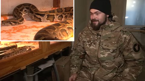 Боец ВСУ спас трехметрового питона из подбитого российского танка (видео и фото)