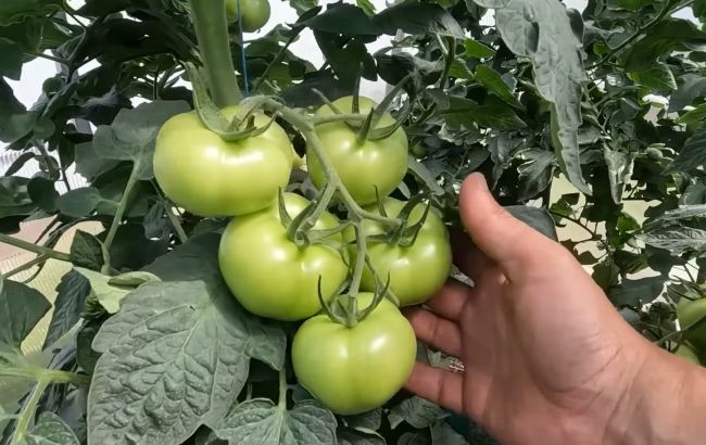 Як виростити помідори-гіганти: городник показав дві прості дії