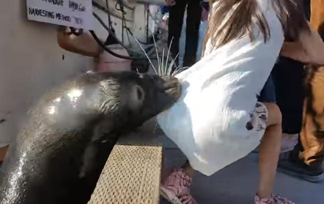 У Канаді морський лев потягнув дівчинку під воду