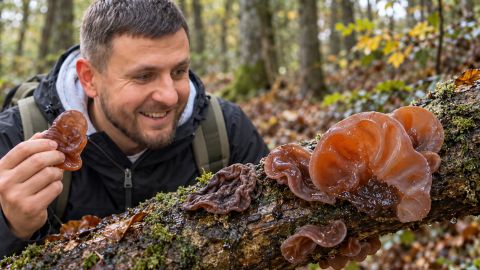 Гриб Иуды: где растет, какова его библейская история и почему его сравнивают со свиными ушками