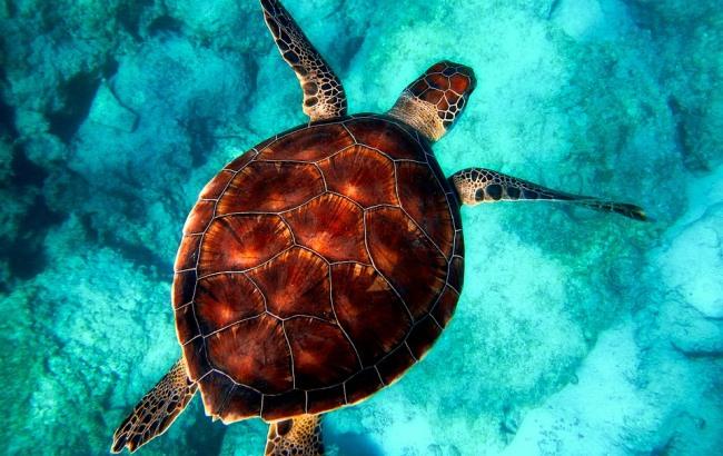 Ученые объяснили исчезновение самых крупных обитателей океанов