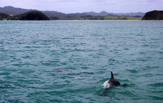В оккупированном Крыму массово уничтожают дельфинов
