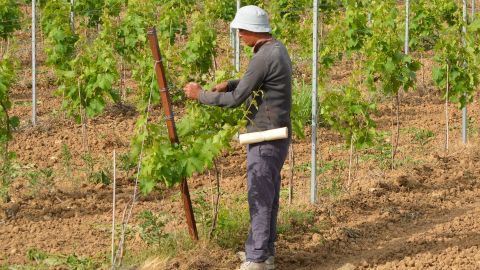 В Эстонии у трех сезонных работников из Украины выявили COVID-19