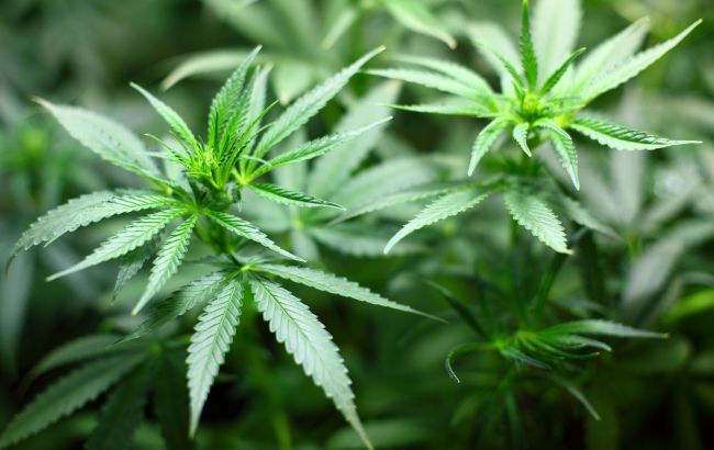 В США шестнадцатый штат легализовал марихуану