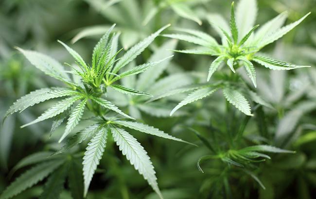 Сенат Канады одобрил легализацию марихуаны