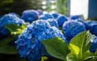 Полийте цим двічі і рожева гортензія стане блакитною: секрет досвідчених садівників