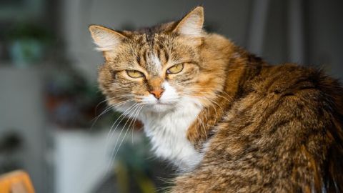 Топ-6 самых больших пород кошек, поражающих своими размерами