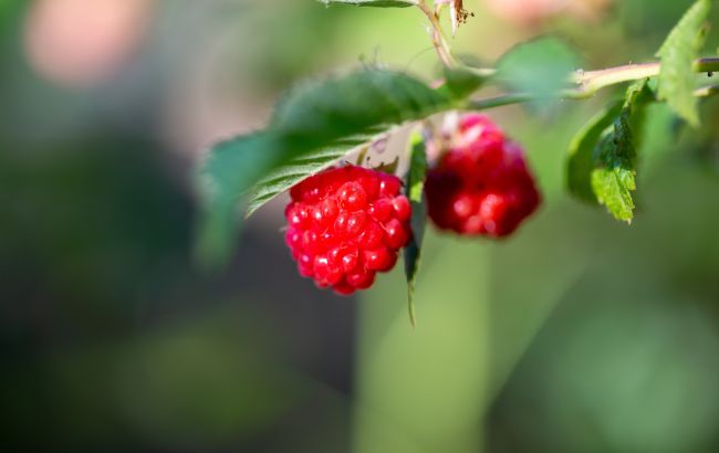 Що зробити з малиною, щоб отримати великий урожай