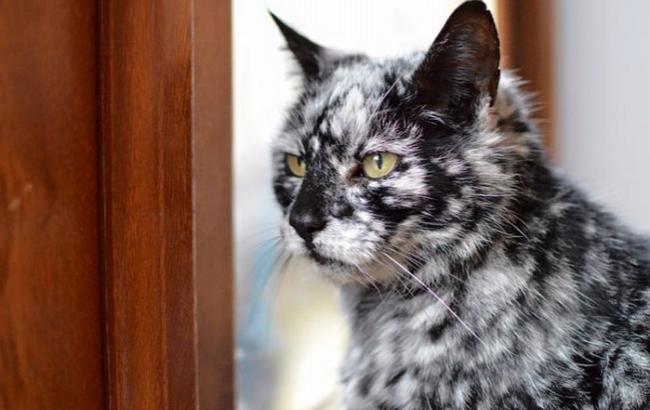 19-річний кіт незвичайного попелястого окрасу став зіркою Instagram