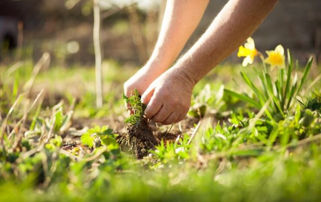 Как избавиться от сорняков на огороде: помогут бюджетные способы