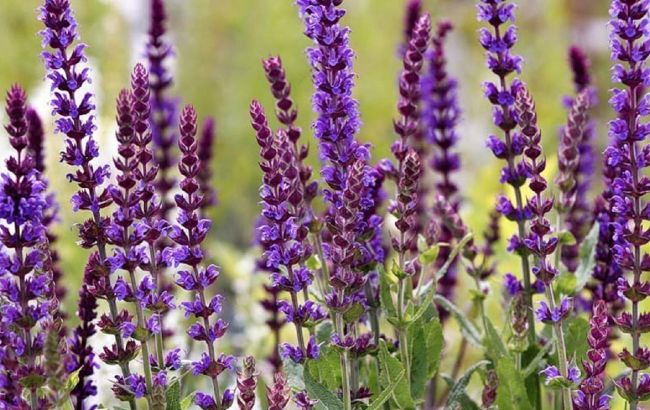 Это популярное в Украине растение помогает контролировать уровень сахара