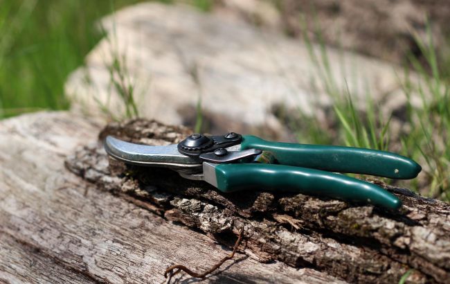 Ошибки на огороде и в саду, которые мы допускаем осенью