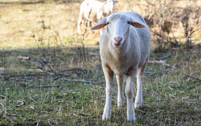 В запорожском медучреждении появилась сторожевая овца (фото)