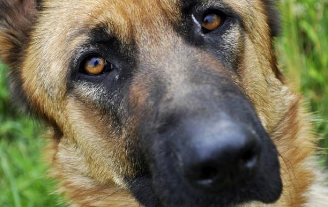 В Одессе правоохранители нашли женщину, которая жестоко подвешивала собаку на дереве