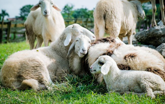 Пастух перегнав стадо овець з Донбасу на Волинь і врятував тварин: йшов з ними 50 кілометрів