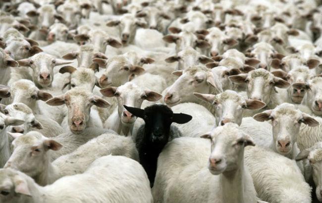 Кинорежиссеры приступили к созданию 8-часового слоу-моушн фильма, в котором играют только овцы