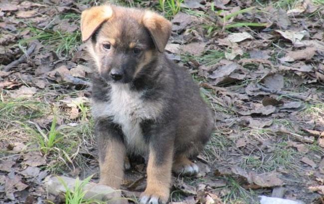 Викинули за непотрібністю: херсонські захисники тварин шукають нового господаря для пса Боні