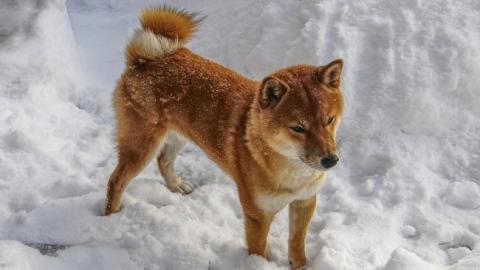 Когда спадут морозы: в сети сделали подборку прогнозов погоды от ведущих метеосайтов страны (фото)