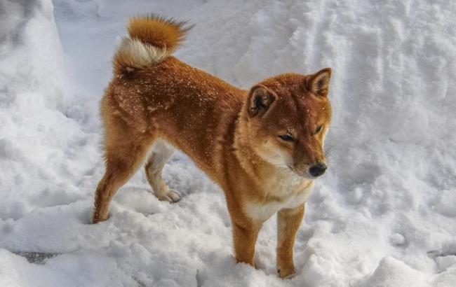 Коли спадуть морози: в мережі зробили добірку прогнозів погоди від провідних метеосайтов країни (фото)