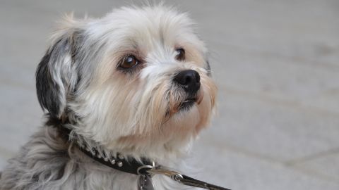 В Киеве выгул собак завершился массовой дракой: кто прав, а кто виноват? (видео)