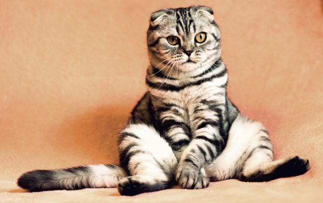 Вас ждут: в Киевском зоопарке ищут волонтеров для глажки котов