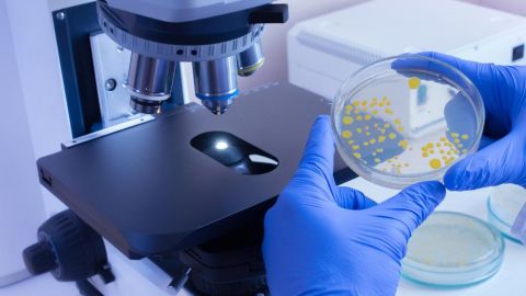 Вчені знайшли тварину, якій не потрібен кисень