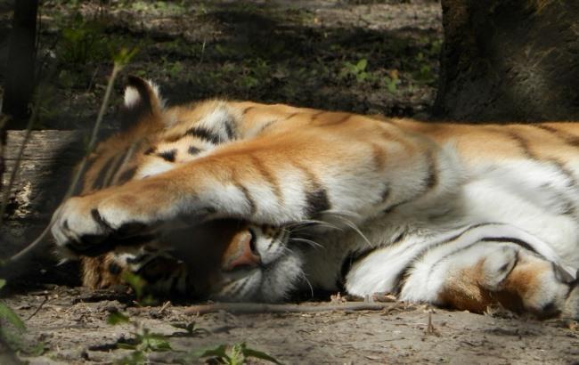 В Луцке спасли двухмесячного тигренка (фото, видео)