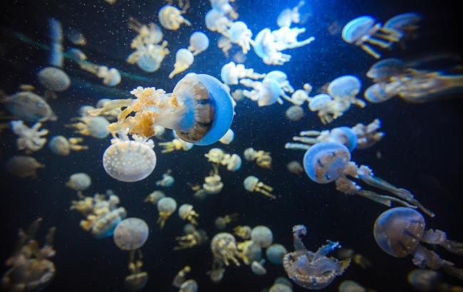 Західне узбережжя Криму атакували медузи