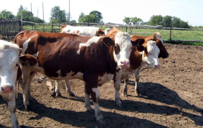 Поголів'я худоби в Україні в липні скоротилося на 7,1%