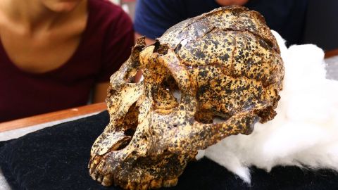 Археологи обнаружили череп предка человека, которому более 2 млн лет (фото)