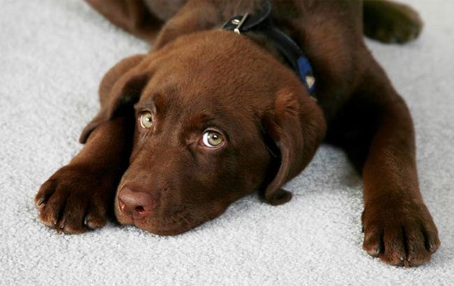 Тримайте спосіб, як легко позбутися запаху собаки в будинку