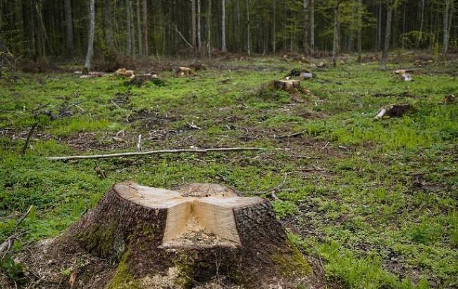 Зникнення лісів і посуха: кліматологи дали приголомшливий прогноз на найближчі роки