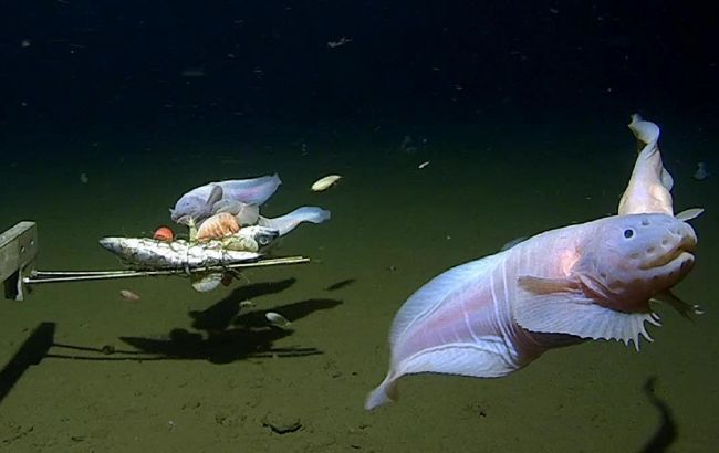 Вчені на глибині понад 8 км зняли на відео унікальну рибу без плавального міхура і луски