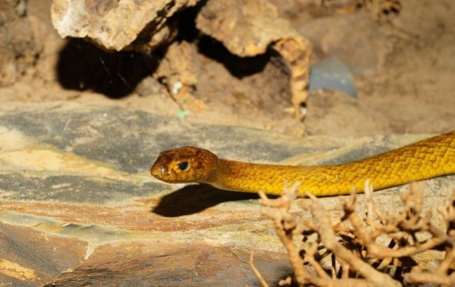 Возле детской площадки во Львове обнаружили огромную змею