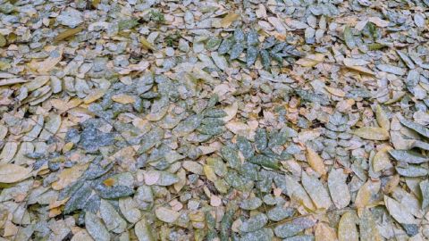 У Києві випав перший сніг: фото і відео запорошеної столиці