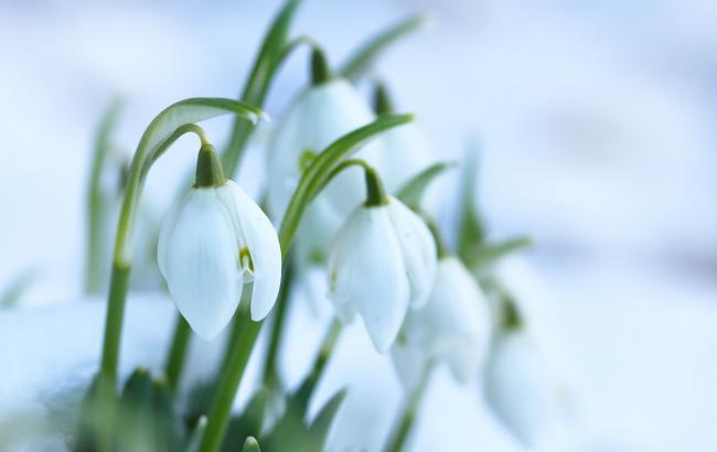 Весна прийшла: у мережі показали фото пролісків у Києві