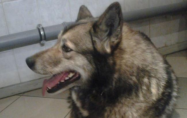 В киевскую больницу "обратилась" за помощью раненая собака